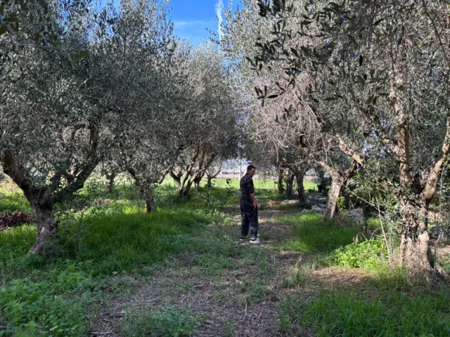 olive oil tree