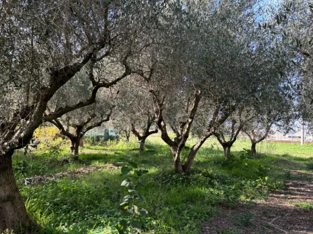 olive oil tree